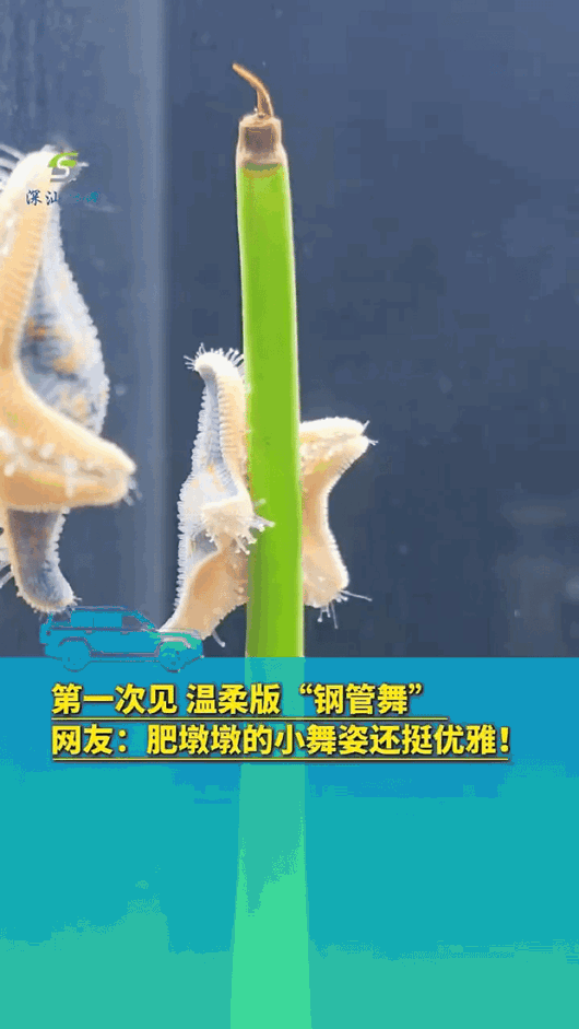 太美了！这视频都火到新华社了！原来会跳钢管舞的，可不只是舞蹈演员，还有海星。
 