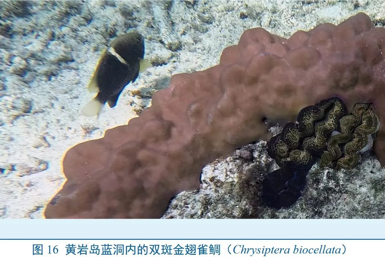 中国在黄岩岛首次发现罕见蓝洞¹ 这个蓝洞是珊瑚礁形成的洞。多漂亮！1400多个平
