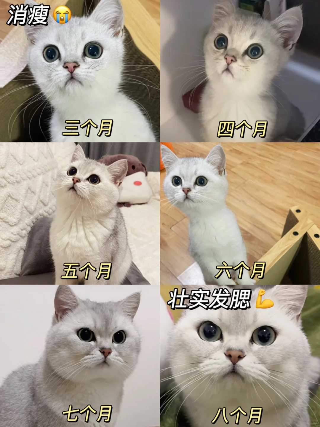 我跳预言家‼猫咪瘦弱养不壮我有招