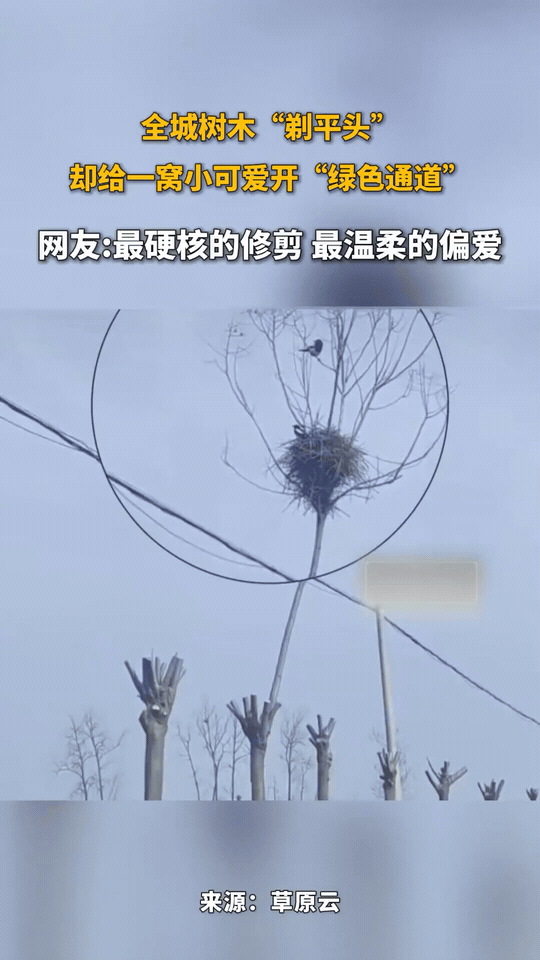 全城树木都“剃平头”，唯独给它留了“VIP通道”
 
整条路的行道树都被齐刷刷修