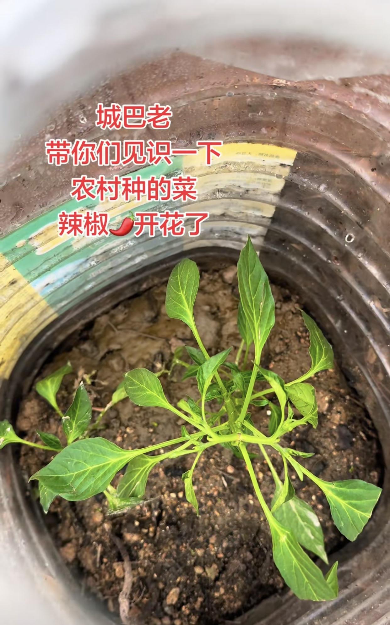 城巴老带你们见识下，
我们农村自己种的辣椒，开花啦！

就这么一棵小苗，从一颗小