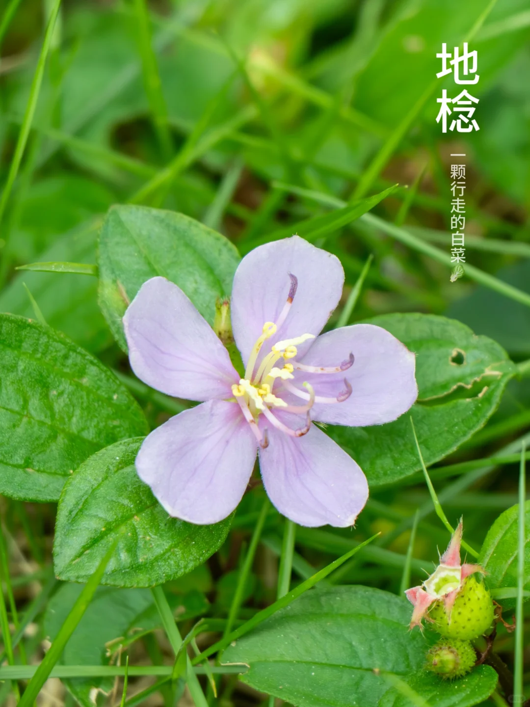 再遇地棯 | 铺满夏天的大地微笑