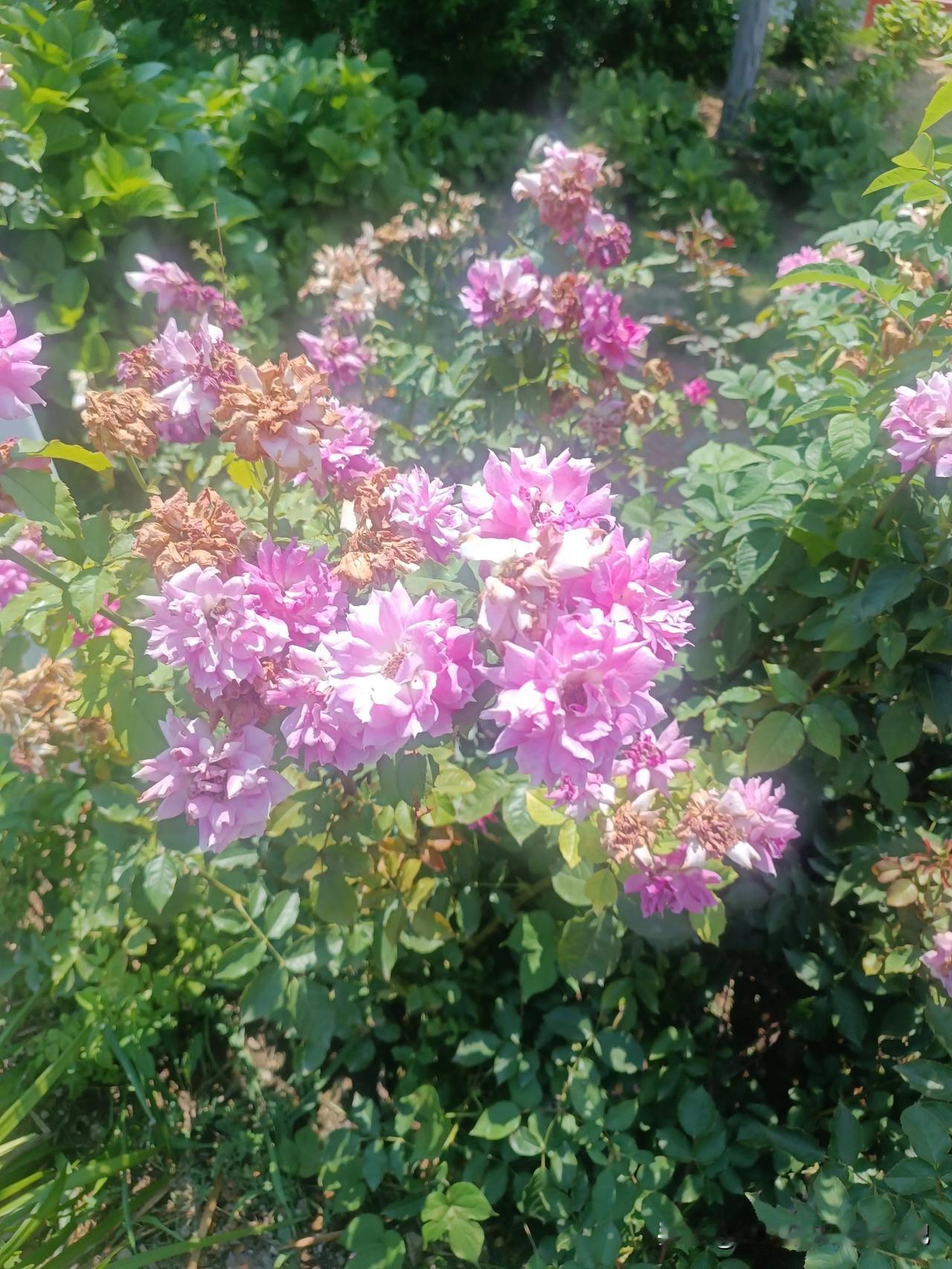 一簇红花展风采