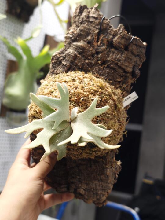 可爱又不失精致！！