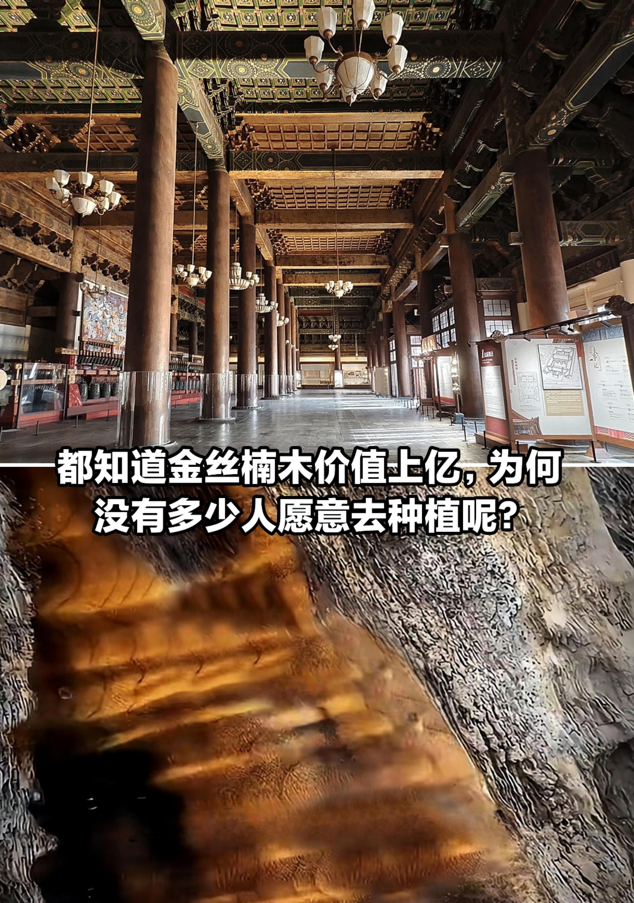 金丝楠木价值如此高，为何没多少人愿意种？