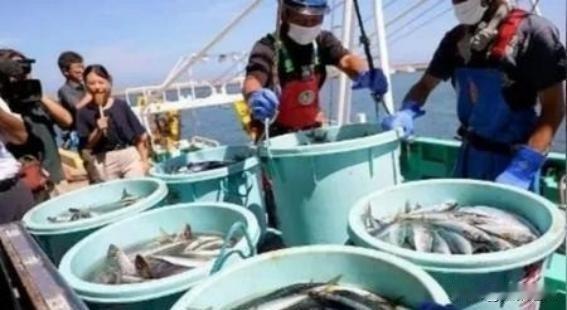 日本海鲜出口突然回暖，最容易让人产生一个错觉：当年沸沸扬扬的排海争议，难道就这样