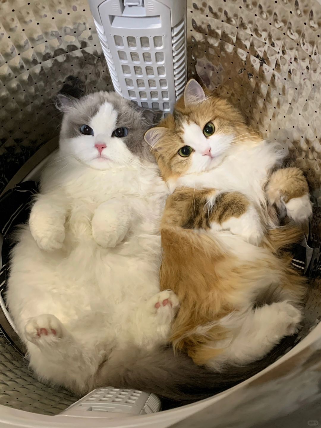 洗衣服之前先看看洗衣机