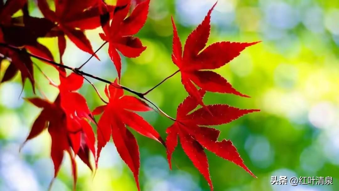 岁月有点迟暮，方知康健珍甜；韶华离去虽远，风采已成云烟。
万般不惧纷扰，皆与流水