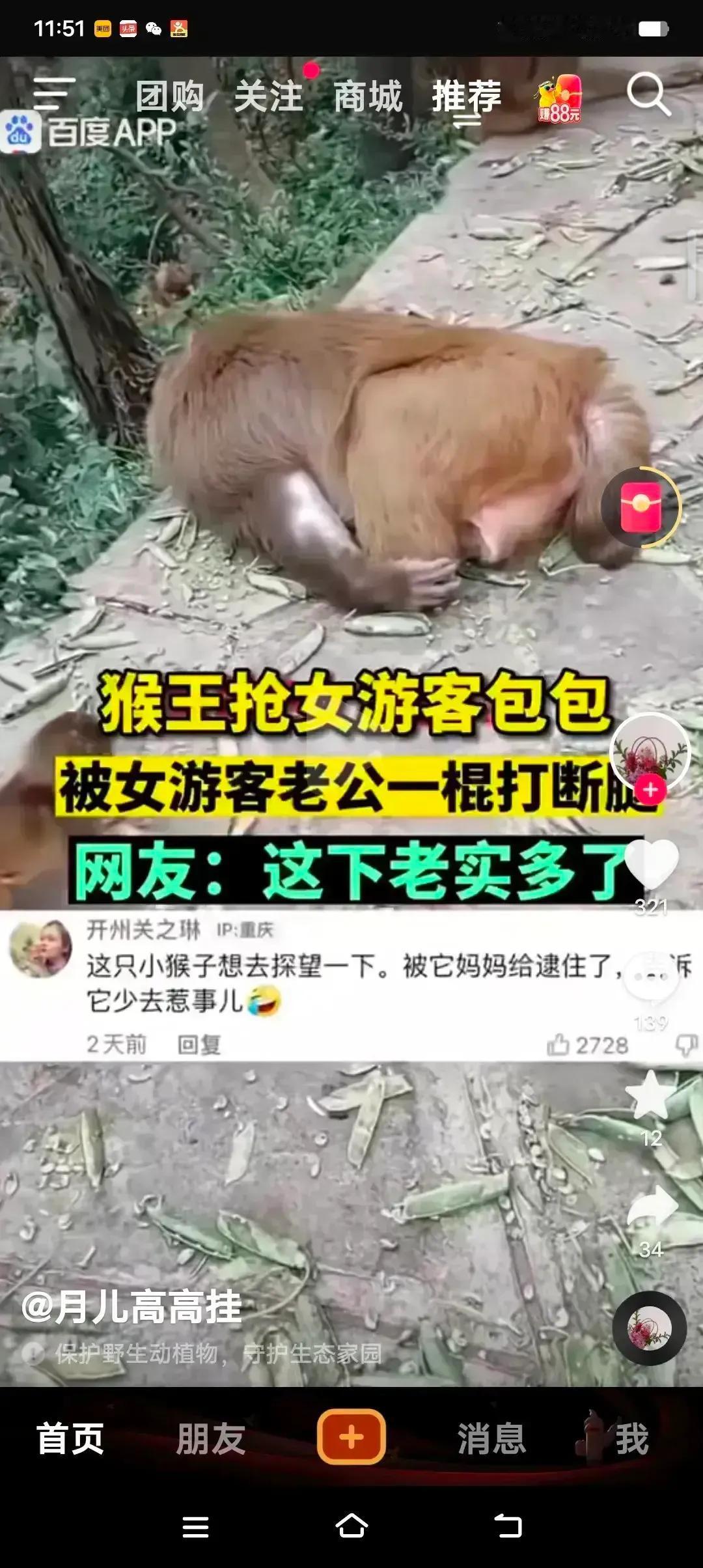在风景如画的景区内，一场突如其来的“较量”打破了宁静。猴群之王，一时兴起，竟斗胆
