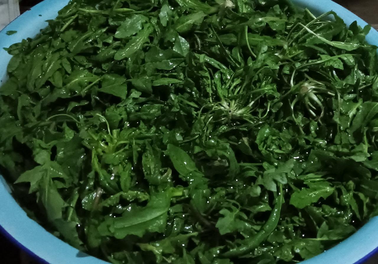 春天的荠菜最好吃