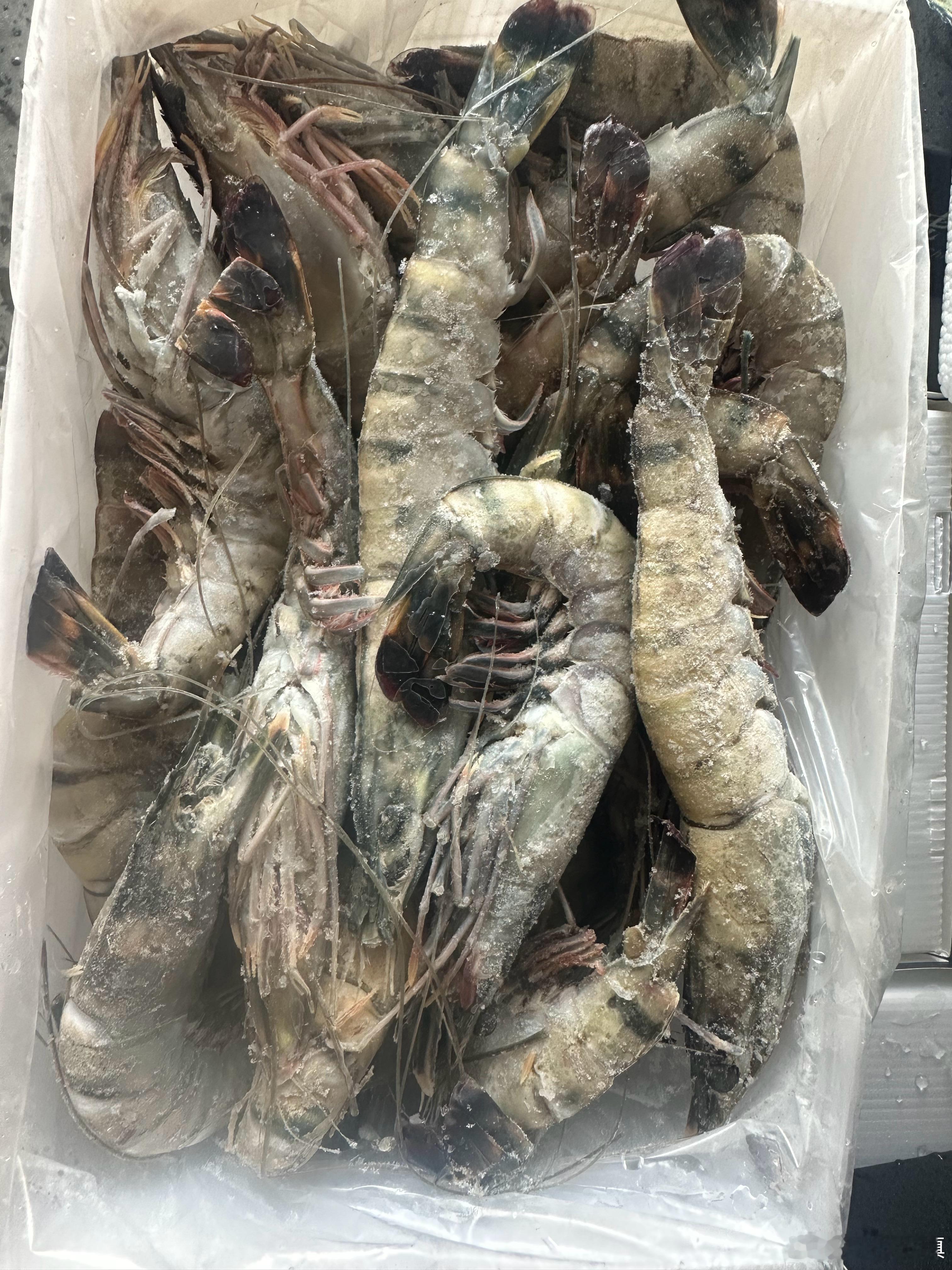 超大黑虎虾，个头炸裂！无冰衣实在货👍1620规格巨型黑虎虾实拍📸手掌大小，肉