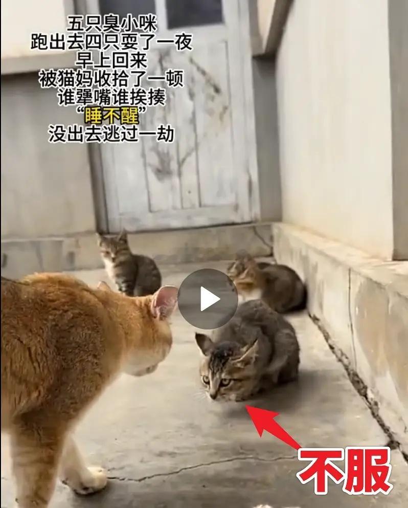 猫妈妈教训出去玩耍一晚上早上才回家的小猫~