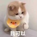 木鹰爱聊汽车