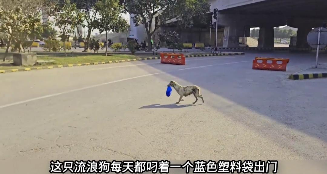 破防！流浪狗叼垃圾袋度日，独自艰难养活九个幼崽
 
世间母爱从不分物种，这只瘦弱