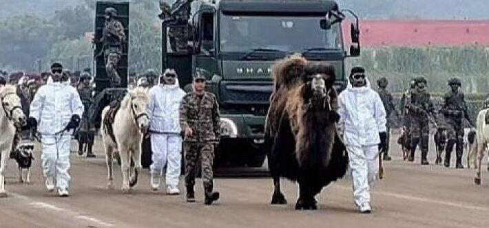 印度阅兵又整新活了！2026年1月的阅兵式将首次派出动物方队。据报道，这方队由2