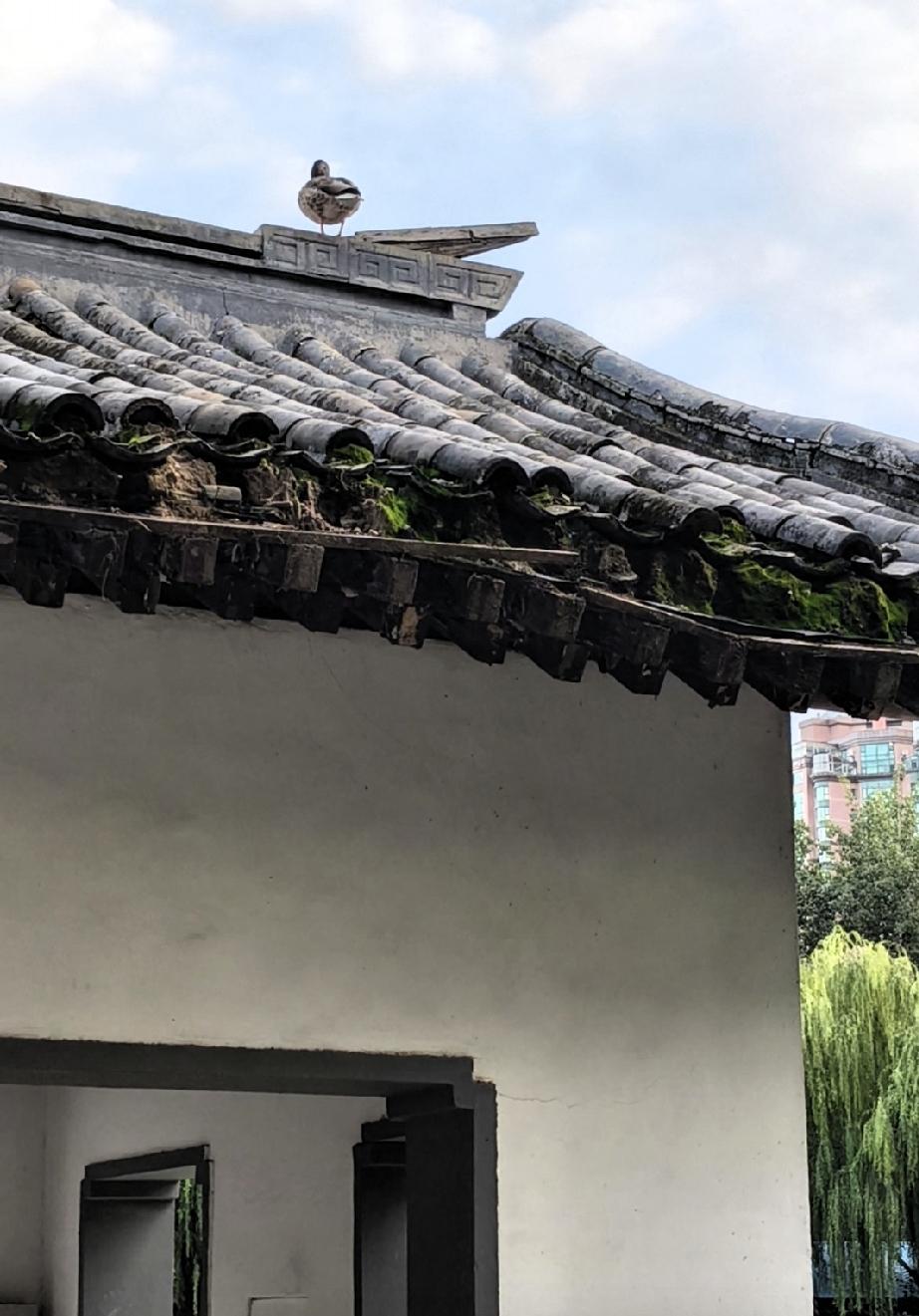 下午，加了一会班，有些不舒服，便到旁边的团结湖公园去转了转。

今天是周末，北京