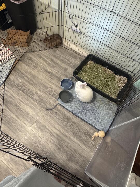 🐰洛杉矶给两个弟弟找领养家庭