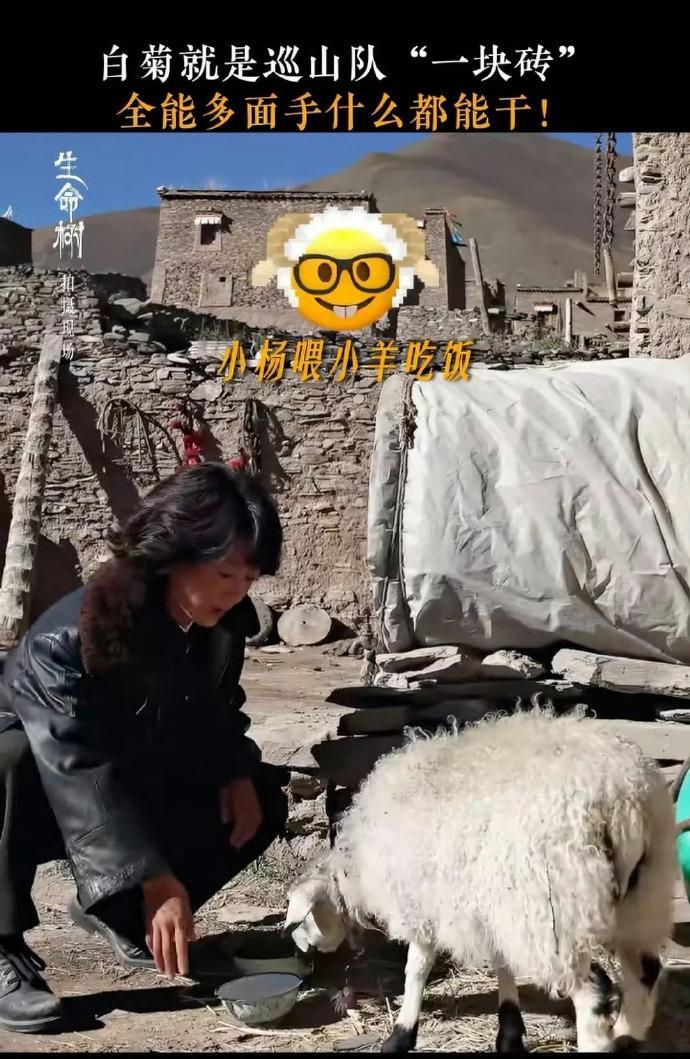 杨紫就是一块砖哪里需要哪里搬谁懂啊！杨紫演的白菊就是巡山队的一块万能砖，哪里需要