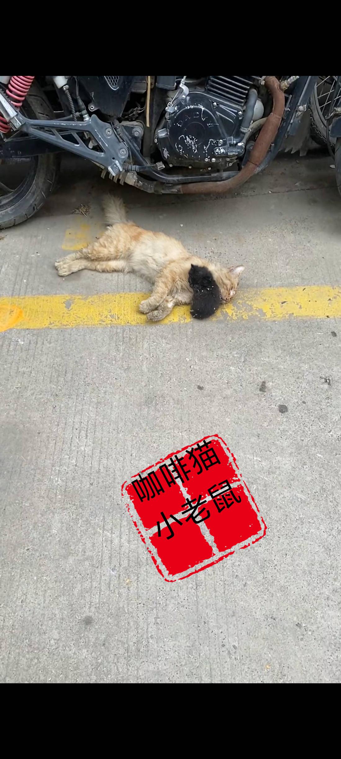 此时此刻请大家默默的送上一株最美的电子鲜花，替这位伟大的母亲送上最真诚的祝福！