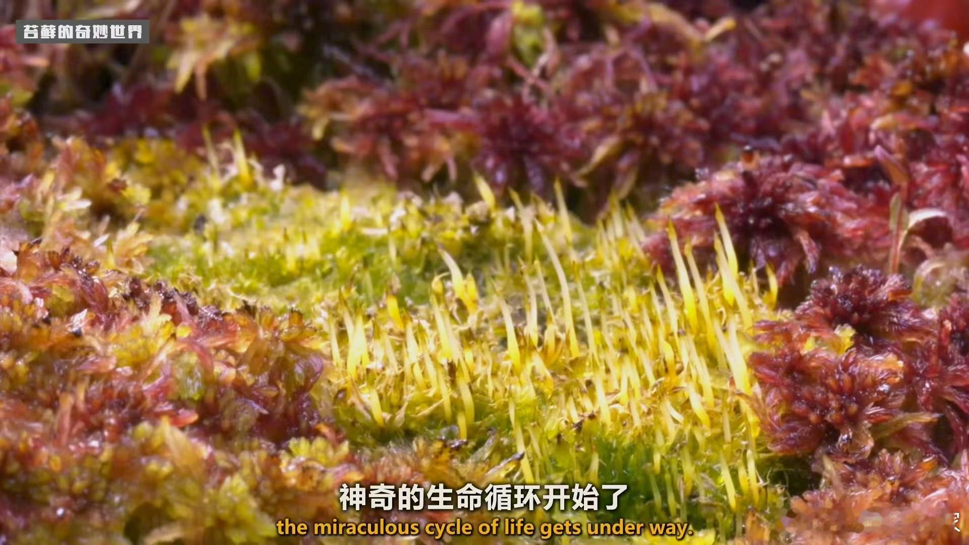 字幕组译制作品汇总 植物和它们的伙伴 共19集 欢迎领取👇植物的隐秘天赋 全两