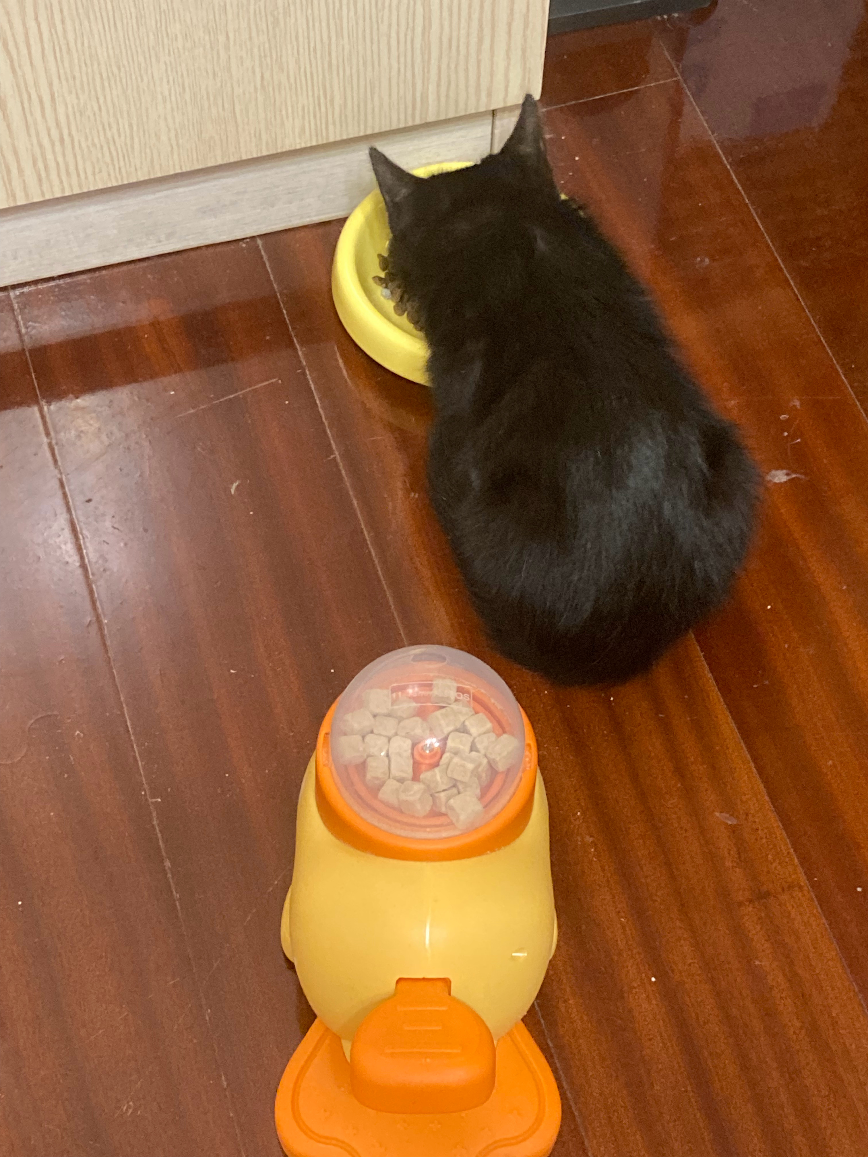 老师我家孩子怎么这么傻啊……教它玩这个漏食器（）不会按只是一味地扒拉出食口……第