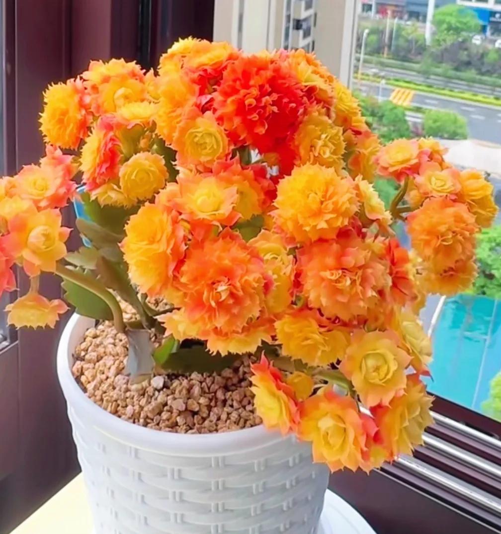 一直喜欢长寿花，最喜欢的是金狐狸长寿花，总觉得金狐狸颜色鲜艳，花朵饱满，花瓣一层