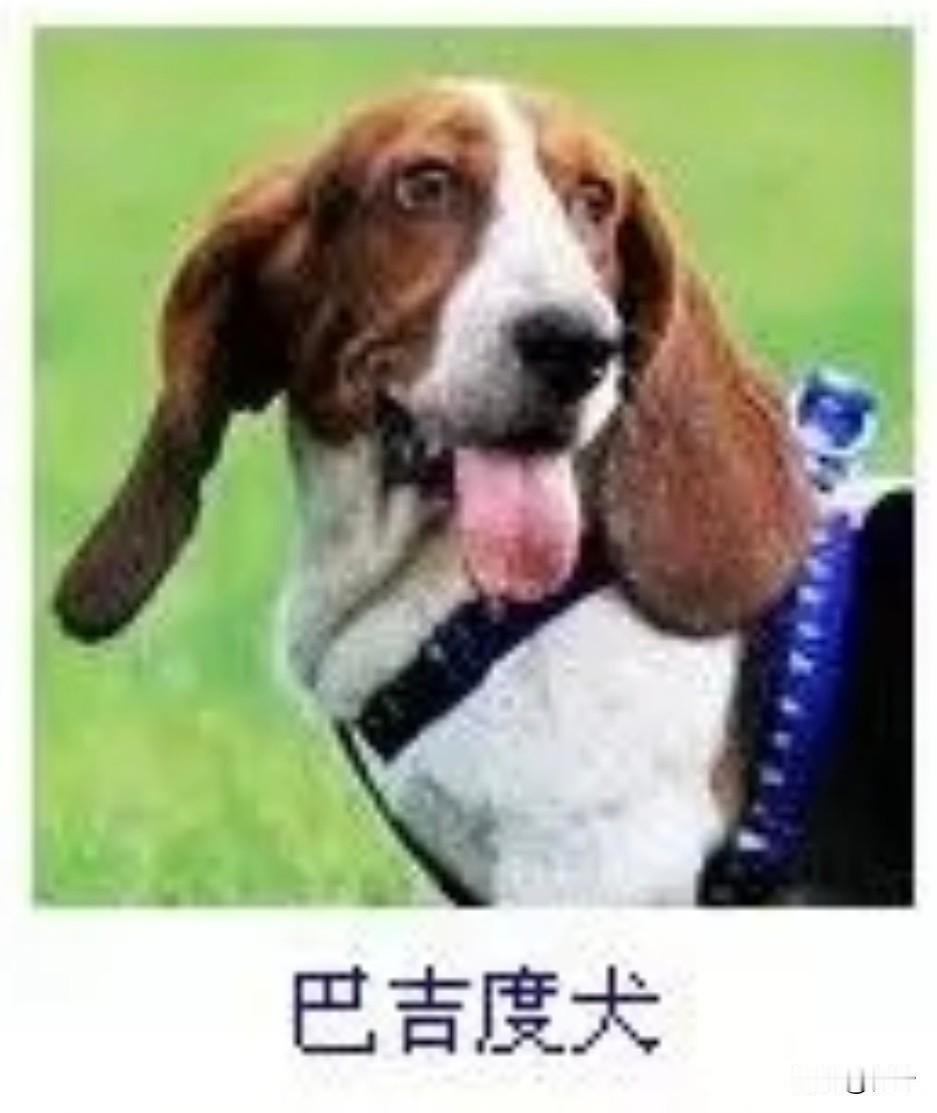 菩萨蛮42·巴吉度犬
       茸毛浅缀茶花色，垂耳轻摇如染墨。鼻润露凝酥，