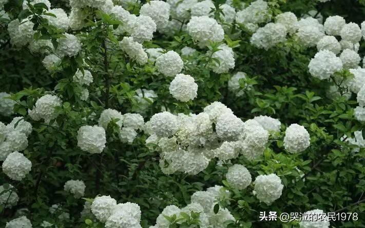 【七律·木绣球】
东君未肯许春去，渌水裁绡十二时。
月沁冰肌凝冷韵，风撩翠靥蹙娇