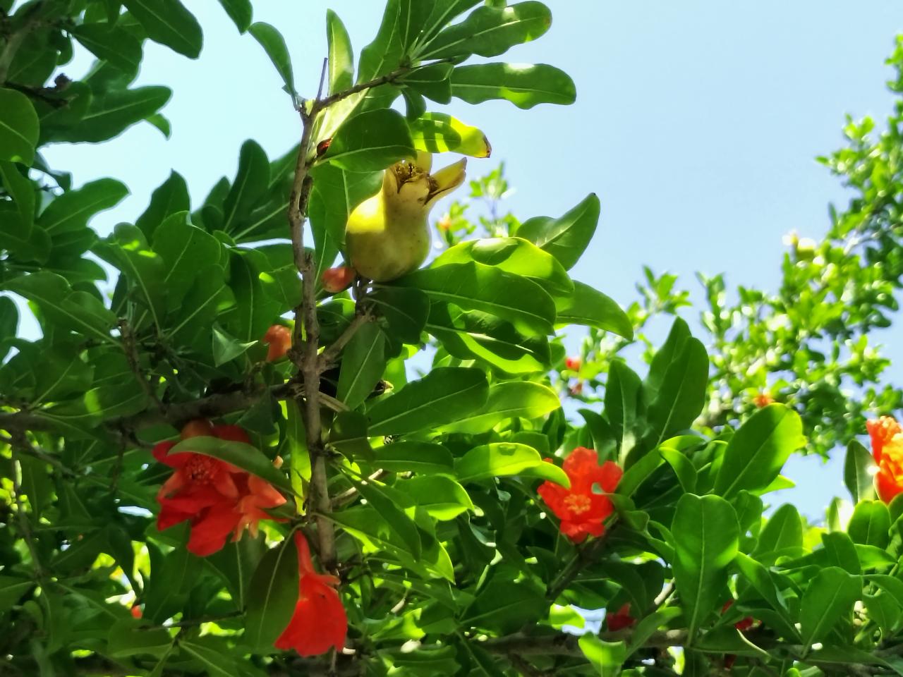 分享随手拍石榴花晴日碧空下，榴叶翠绿鲜亮，火红榴花热烈盛放，枝头已缀上青涩小果。