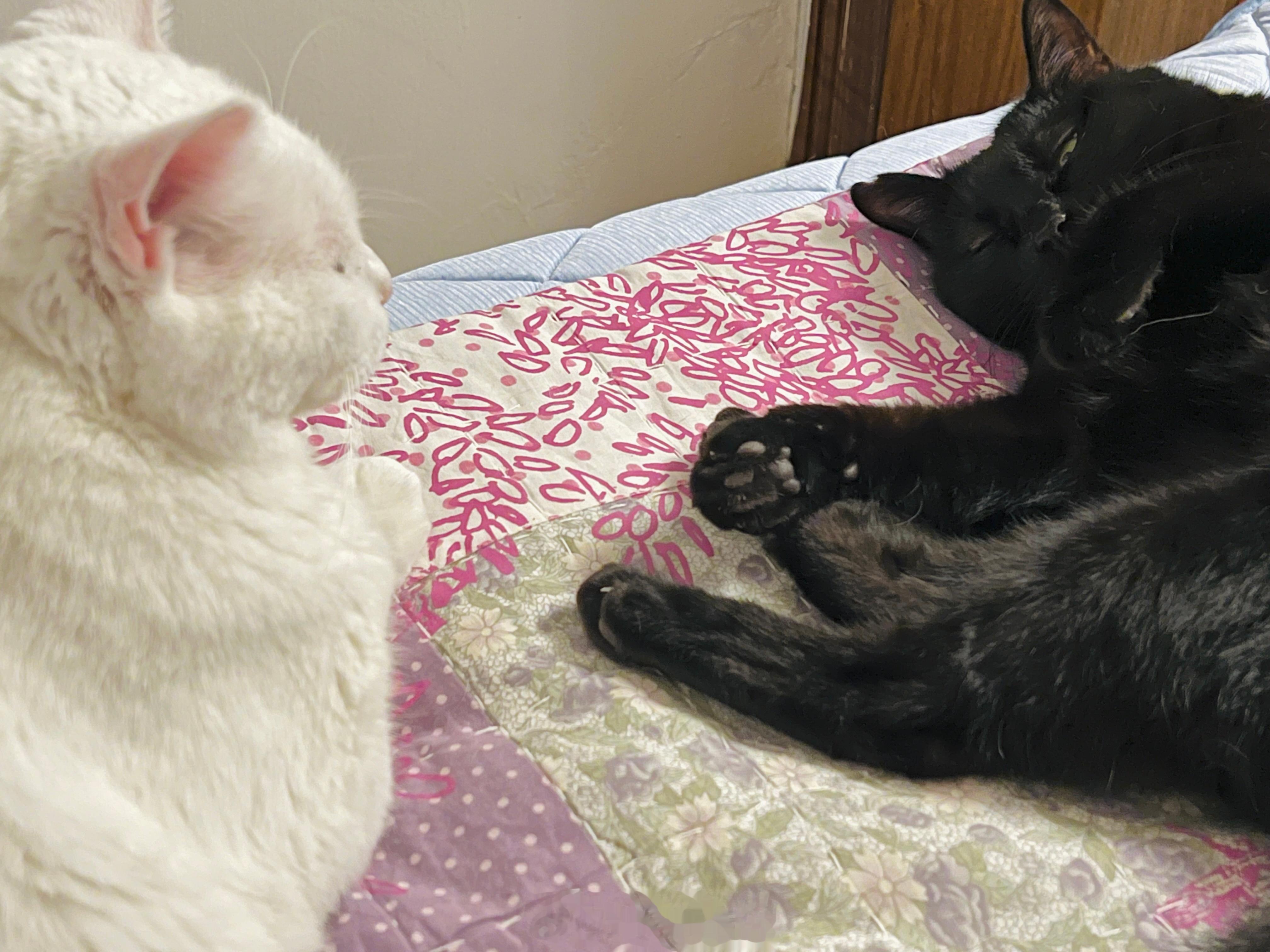 大家晚安😘願小動物都被善待、好人們健康平安。 ​​​