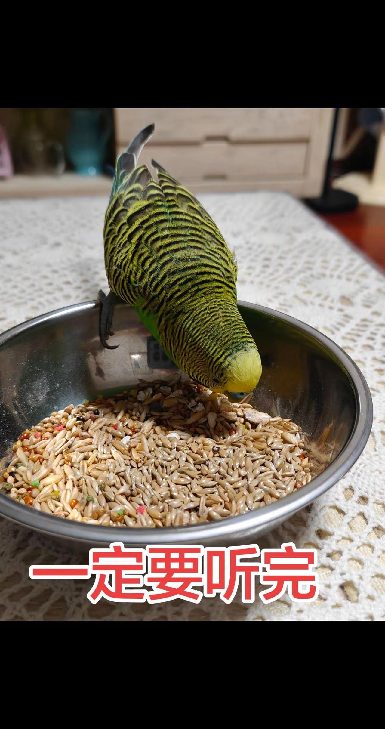 明白了。🐦干饭魂觉醒！这埋头苦吃的劲儿，是饿坏了吧～😋 小脑袋一点一点，粮都