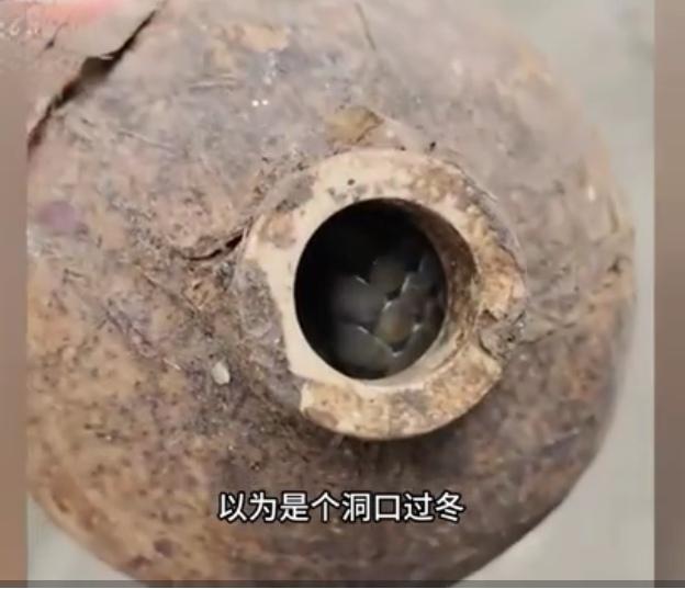 酒瓶内惊现过冬眼镜蛇！湖南村民这一摔，摔出冬季安全警示

12月4日，湖南永州江