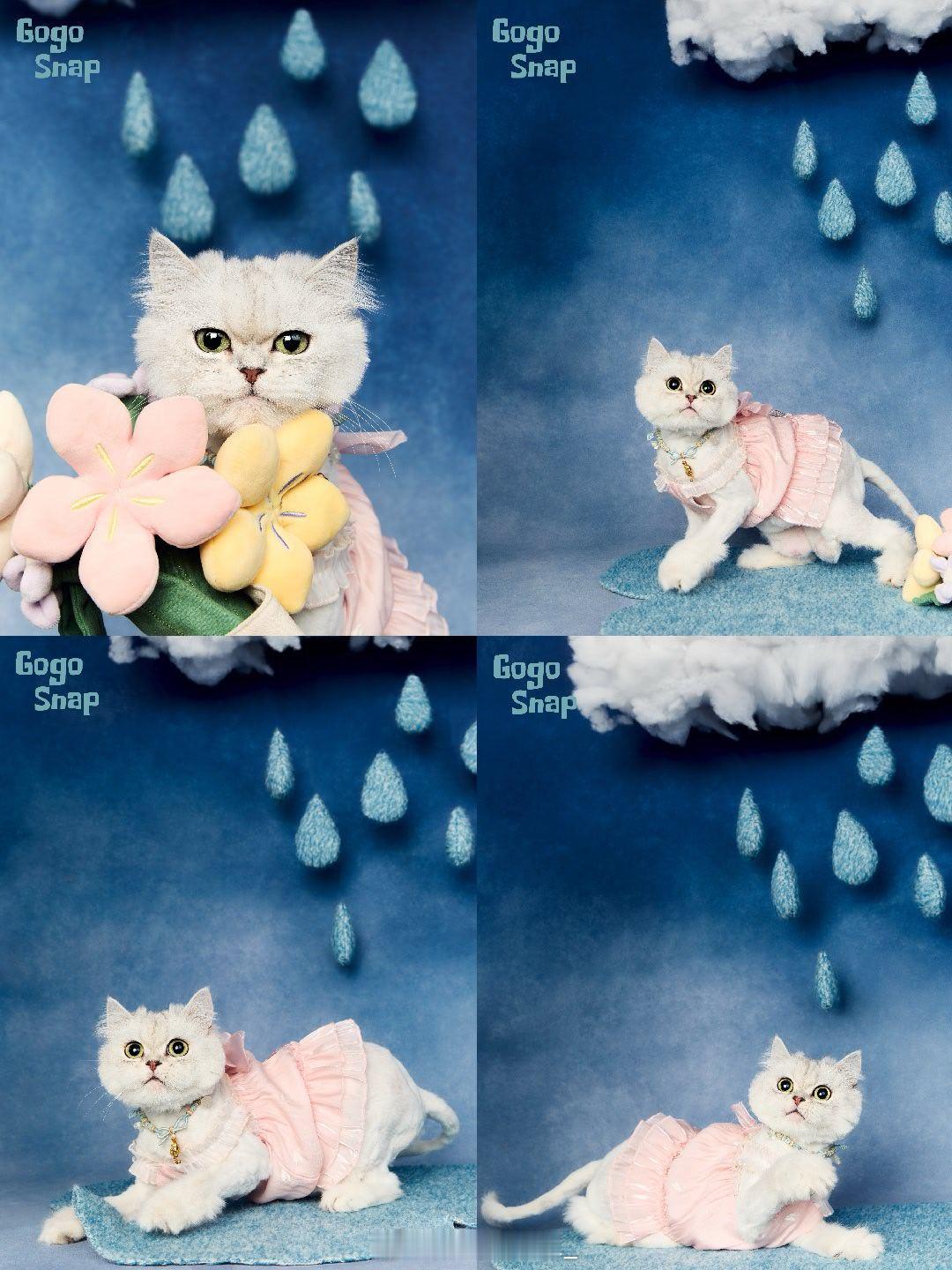 猫猫拯救世界。🐱 上海