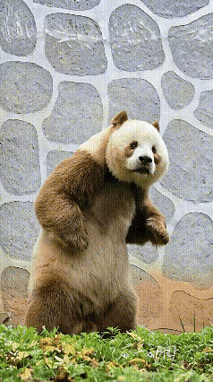 熊猫也是熊，有可能袈裟就是它偷的