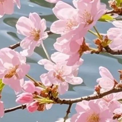 梅花种植方法：1. 阳光充足：梅花喜欢温暖、阳光充足的环境，在栽培植株时，可以将