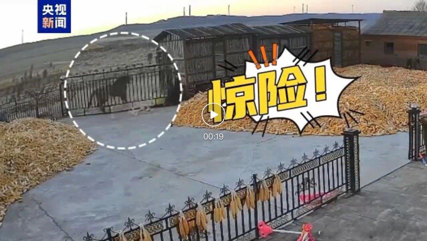【老虎进村，顶撞农户院门咬伤村民？官方回应】 据央视新闻客户端报道，11月18日