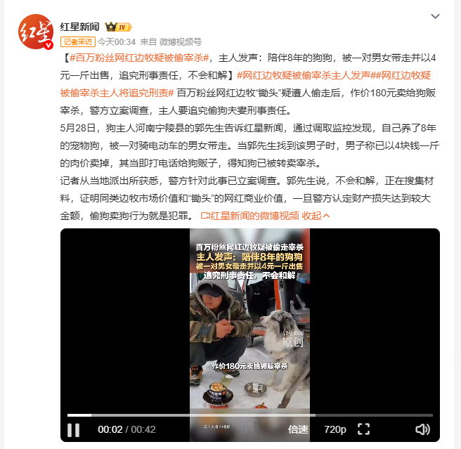 百万粉丝网红边牧疑被偷宰杀 百万粉丝网红边牧"锄头"疑遭偷狗夫妻盗走后，以180