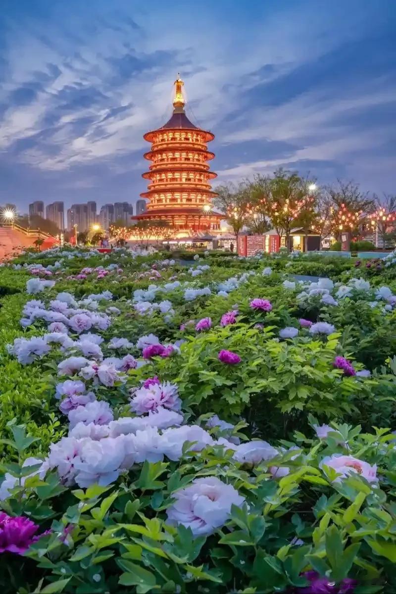 洛阳vs菏泽，谁才是真正的中国牡丹之乡？一文说透千年牡丹之争
 
说起牡丹，中国