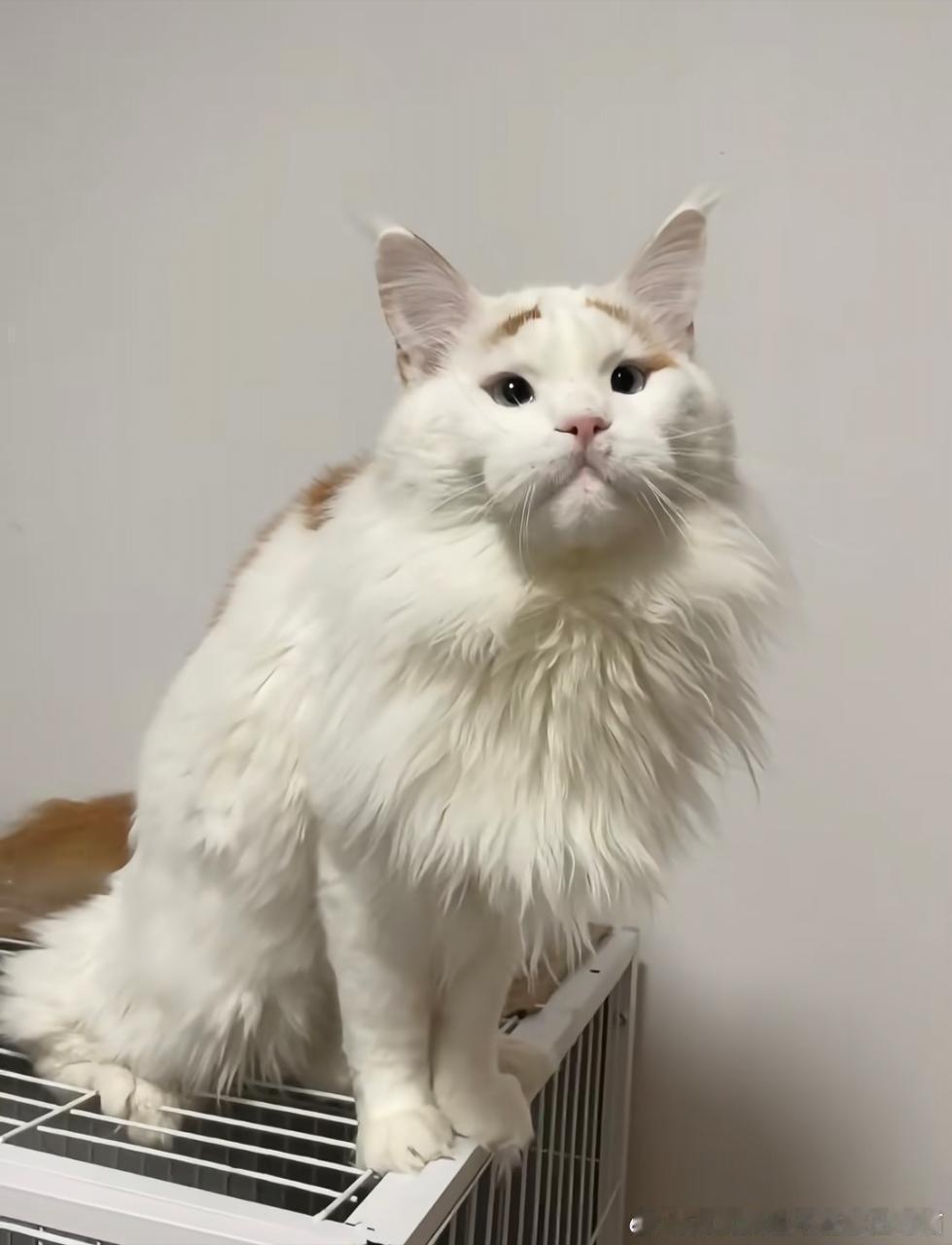 49324【丑猫】看起来有种清澈的愚蠢 