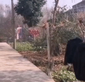 小猫：大白天敢把香肠放这，不怕被偷了，今天高低要给你个教训