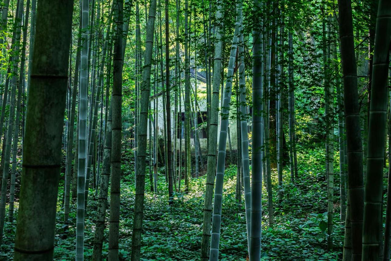 杭州云栖竹径。杭州云栖竹径竹林雅境 镜头下的自然诗 竹林之美 竹林深处
