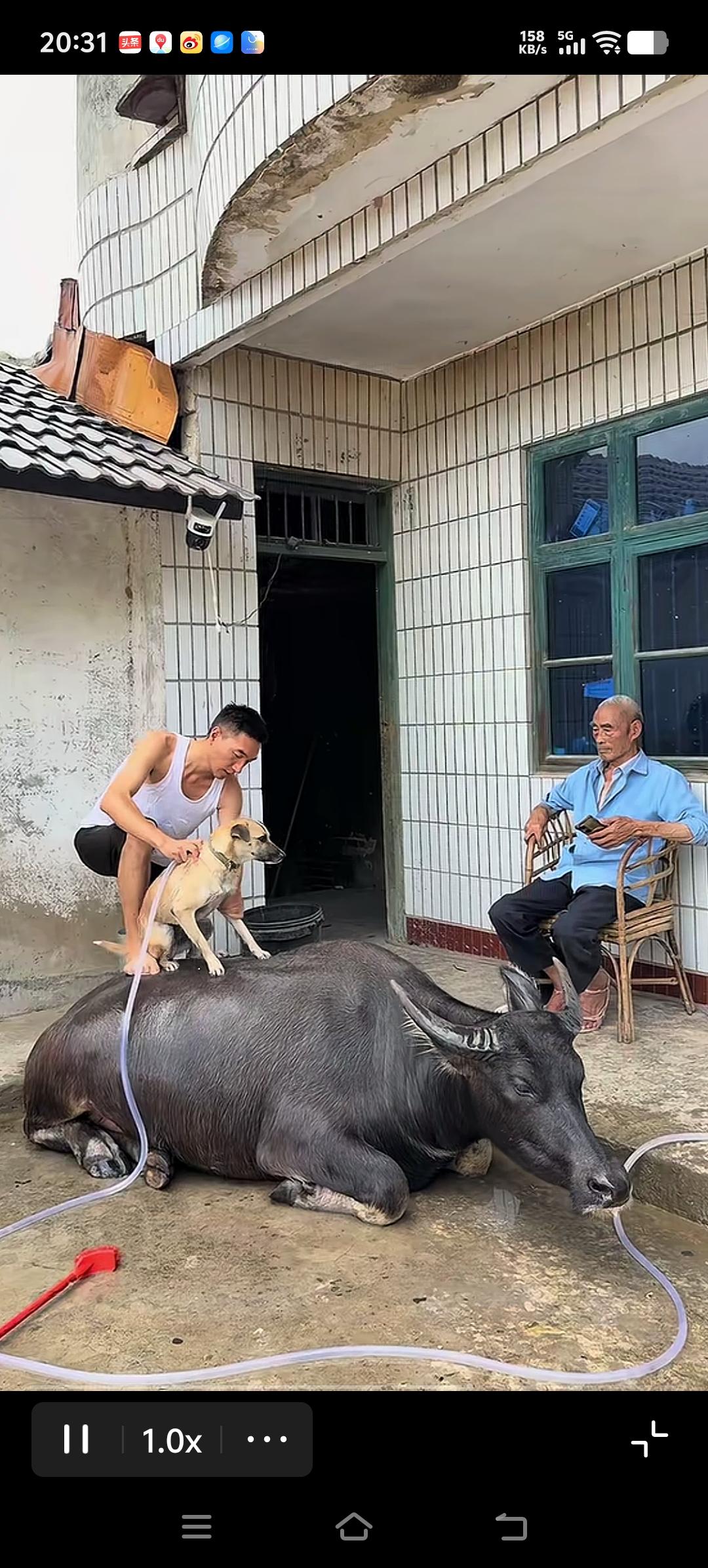 酷暑之村趣
看到一段视频，一个不错的农村大院，一个中年男子穿的短裤背心用一个胶管