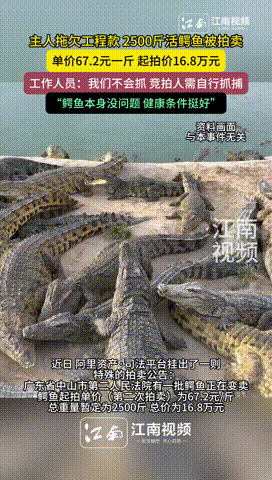 “有点离谱了！”广东中山，一女子因拖欠工程款不还，手里饲养的2500斤鳄鱼被安排