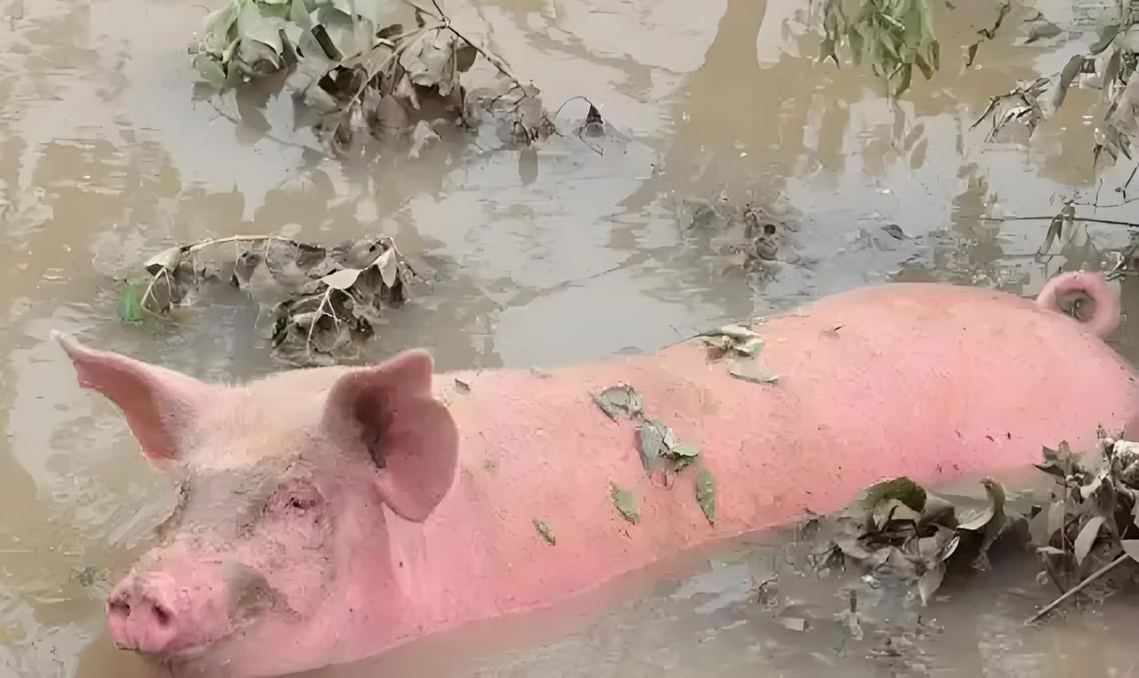一场暴雨，260多头猪在齐腰深的水中挣扎，这不只是几百斤肉，更是武汉养猪户刘先生