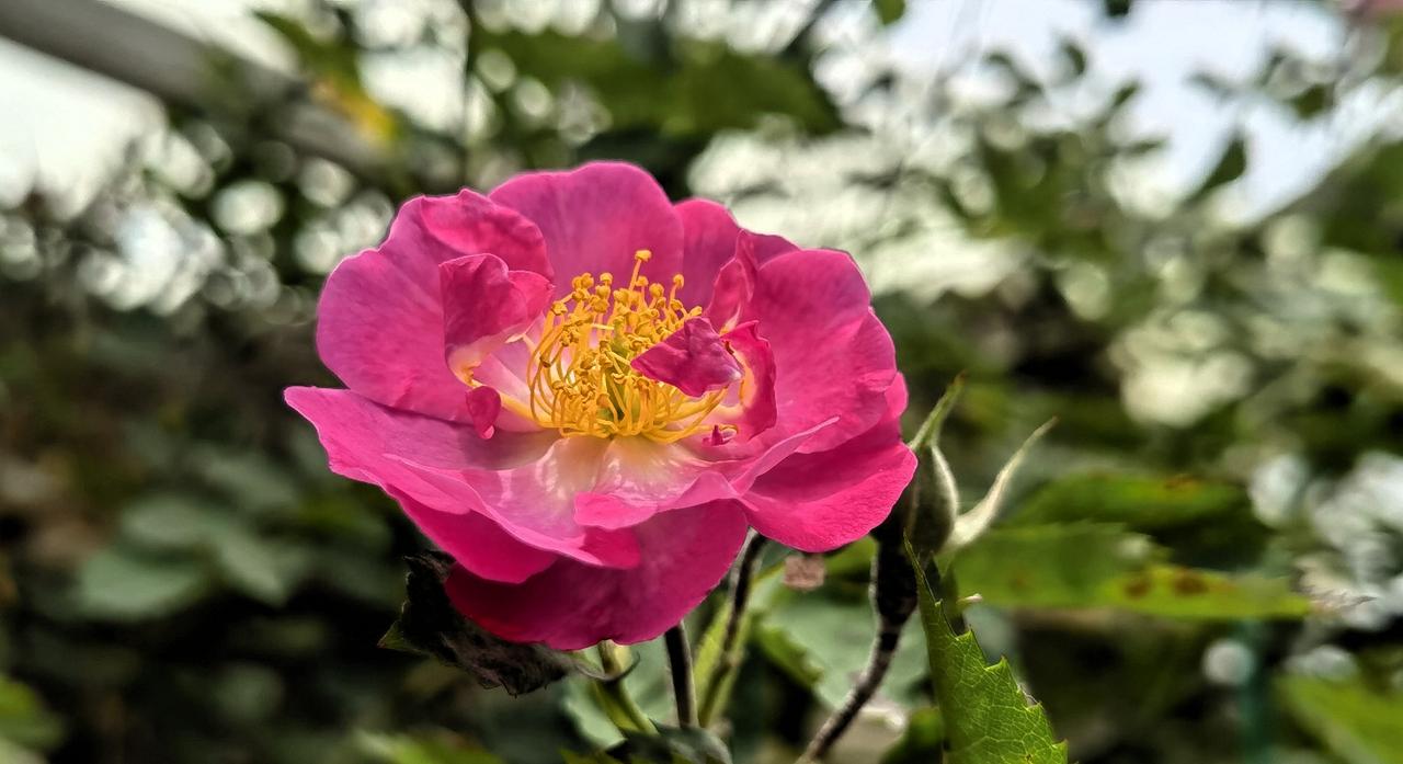 粉嫩玫瑰，绽放自然之美！🌹🌸