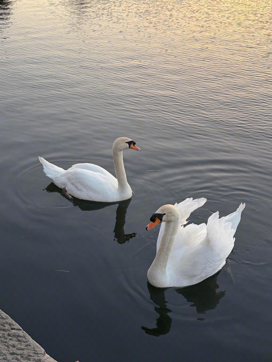 时间花在哪里 花就开在哪里