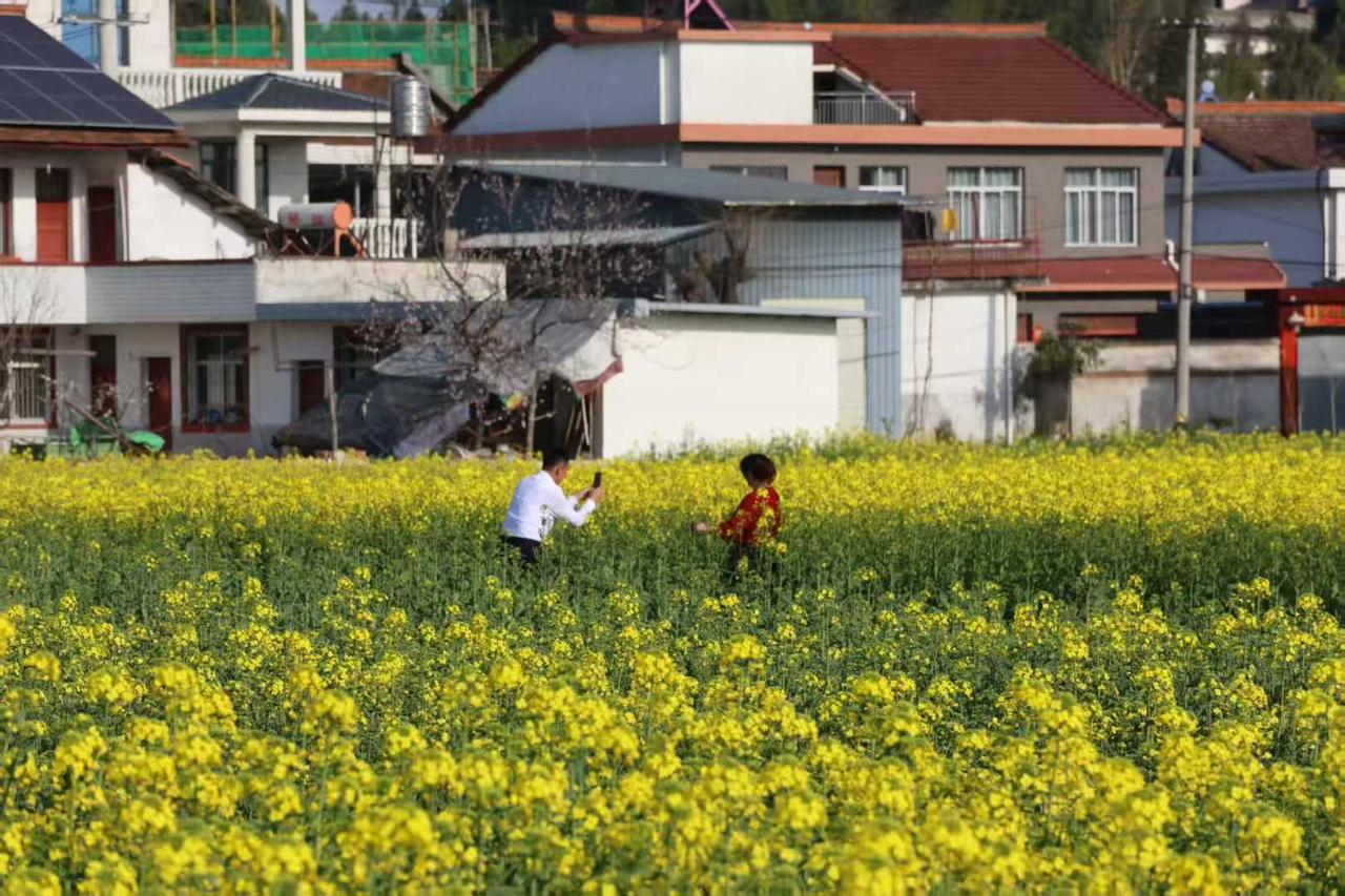 油菜花开了