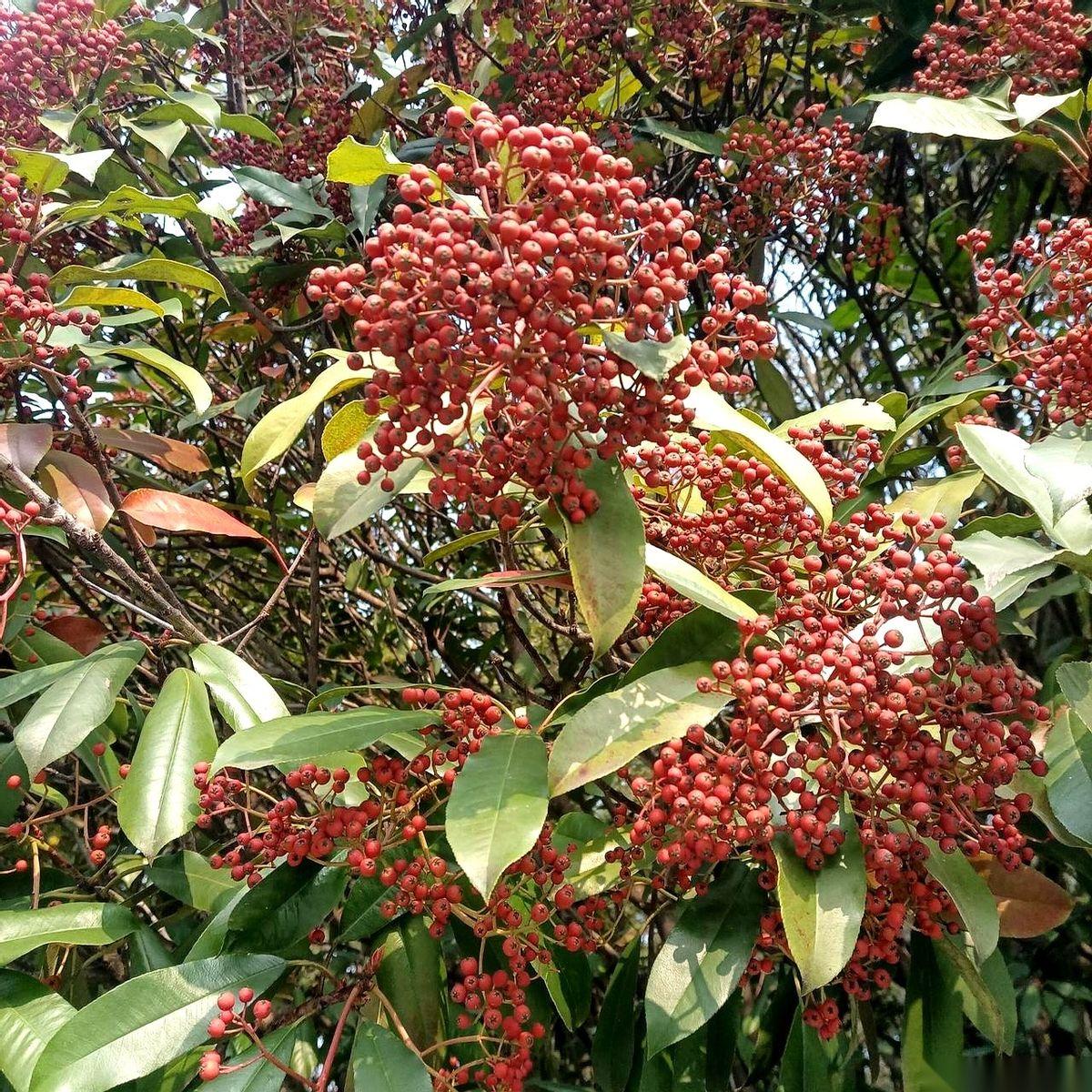 生孩子这事，真是越想越不对劲。
我老家隔壁那对夫妻，俩人加起来没读过几天书，婚宴