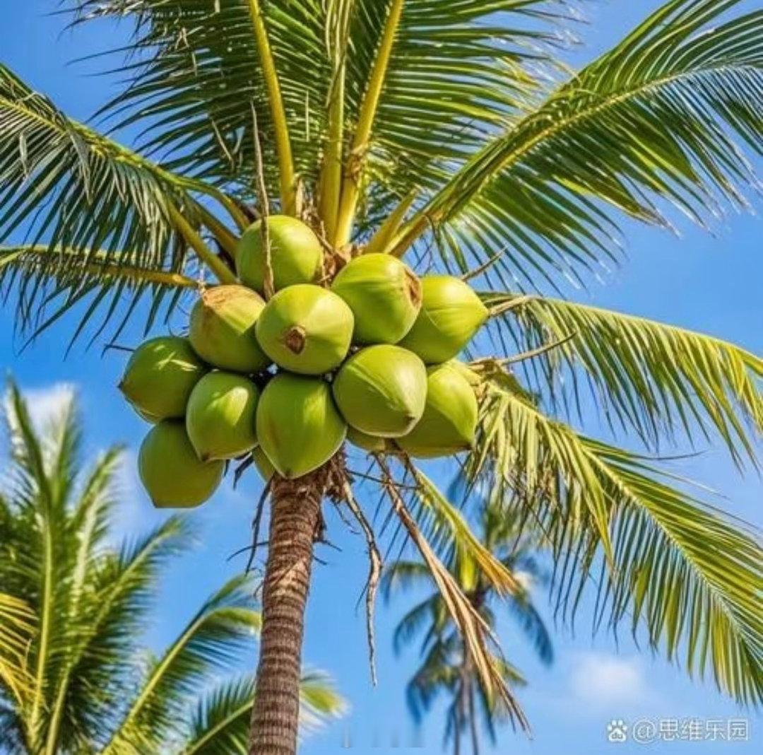 椰子种植方法一、选种催芽：选黑棕色老椰子，如毛椰子，用水浸泡三天，放有一点水且开
