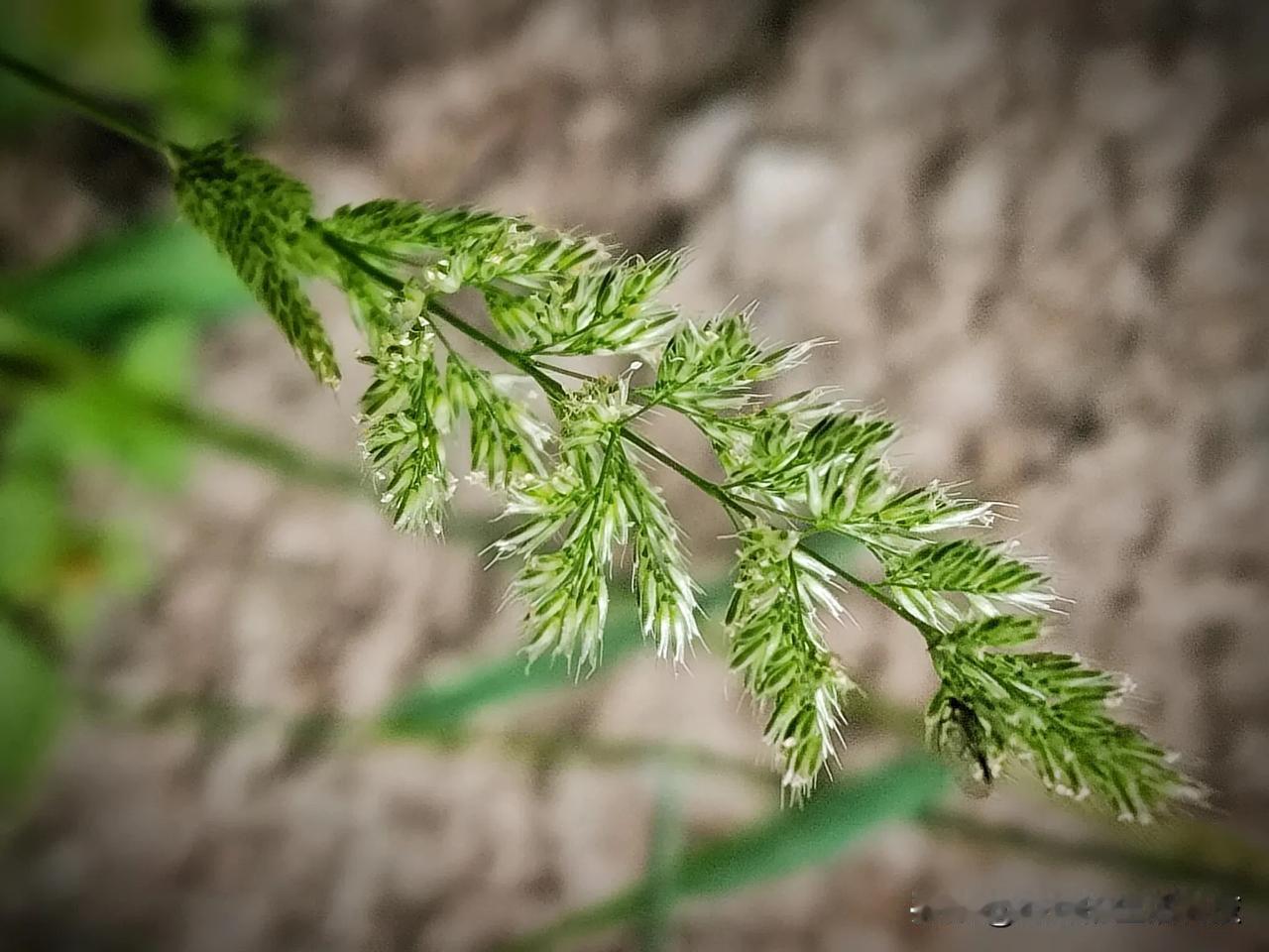 棒头草（Polypogon fugax Nees ex Steud.）是禾本科、